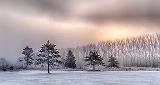 Trees In Foggy Sunrise_P1040473-5